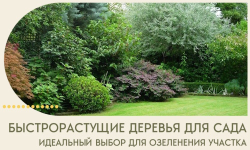 Быстрорастущие деревья для сада идеальный выбор в Вичуге