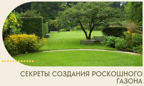 Секреты создания роскошного газона в Вичуге
